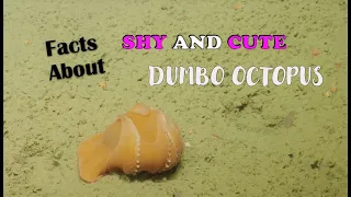 10 Fun Facts About Dumbo Octopus | True Facts | Weird but True