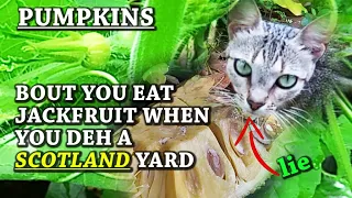 JACKFRUIT | PUMPKIN | TIPS TALKING TO ME ....tips the cat