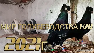 МИР ГОЛУБЕВОДСТВА UZB 04.11.2021г PIGEONS