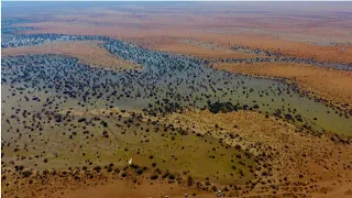 You won't believe this miracle! Saudi desert turns into green