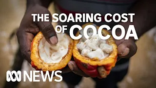 Papua New Guinea’s cocoa opportunity | ABC News