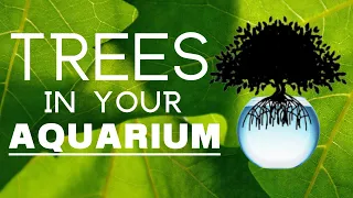 Putting TREES in your aquarium! - How to Keep Mangroves in Freshwater