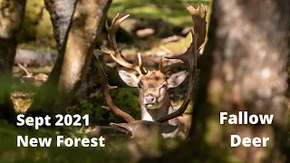 New Forest Fallow Deer 2021