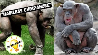 The Fascinating Hairless Chimpanzees🦍 | Did You Know?