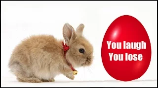 Try not to laugh or smile | Funny Bunny | 2018 ( Easter edition )