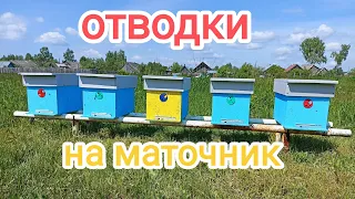 Отводки на маточник. Расширение пасеки. Пчеловодство!