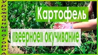 ►ВЕЕРНОЕ ОКУЧИВАНИЕ КАРТОФЕЛЯ!!!УРОЖАЙ В 2 РАЗА БОЛЬШЕ!!!