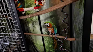 How To Build ￼A Custom Cages Bird Cage!