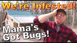 OFF GRID LIVING   We Bought Bugs To Kill Bugs   A Backwoods Living Vlog  Episode 98