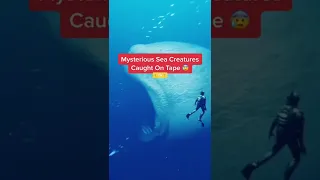 Mysterious Creatures Caught On Tape