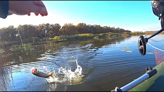 Ловля ЩУКИ на мелководье ! РЫБАЛКА на СПИННИНГ !