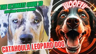 The Ultimate Guide to Catahoula Leopard Dog: Everything You Need to Know