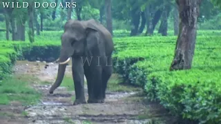 A SEVERE ELEPHANT ATTACK ON A BUS PEOPLE FALL DOWN IN FEAR ...|ELEPHANT PASS|#wilddooars