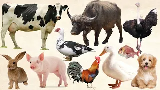 Cow, Dog,  Chicken, Fish, Buffalo, Pigeon, Ostrich, Duck | Farm Animals Name Sounds, Animals Cute