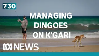 Tourists’ irresponsible behaviours linked to rise in dingo attacks on K’gari | 7.30