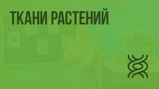 Ткани растений. Видеоурок по биологии 5 класс