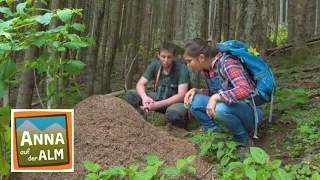 Spuren im Wald | Reportage für Kinder | Anna auf der Alm | #4