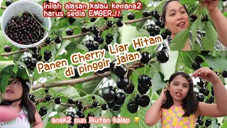 PANEN BUAH CHERRY HITAM LIAR DI PINGGIR JALAN...KALAAPPP.!