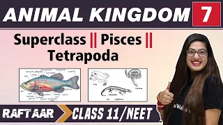 Animal Kingdom 07 || Superclass || Pisces || Tetrapoda || Class 11/NEET | RAFTAAR