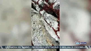 Civitanova del Sannio, l'incredibile spettacolo  di migliaia di coccinelle