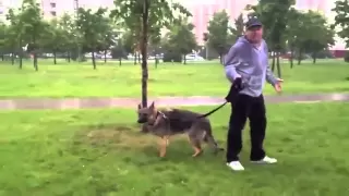 An Irresponsible Dog Owner Gets What He Deserves