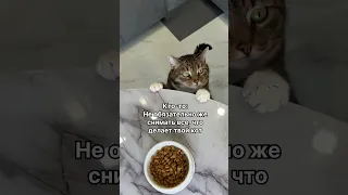 Снимаем кота Ральфа