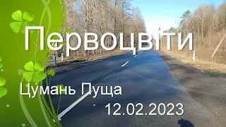 Первоцвіти Цуманської Пущі