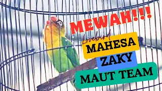 LOVEBIRD KONSLET MAHESA II MR,ZAKY II MAUT TEAM II TAMPIL MEMUKAU DI KOPDAR FIGHTER INDONESIA