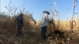 Cosecha  de maíz a mano y desgrane con Maquinaria en el RANCHO