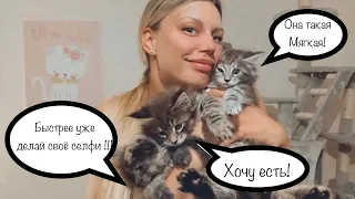 KovalCoon Один день заводчика в питомнике Мейн-кун.