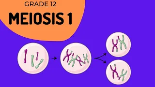 Meiosis 1 | Crossing over and Phase identification