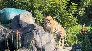 Day In The Life - Auckland Zoo Tour….;