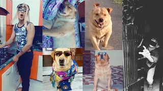 funny dog videos part-5😂 | tiktok viral videos | comedy | Anant rastogi