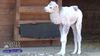 Baby Camel Makes Her Debut At European Zoo | Nightly News: Kids Edition