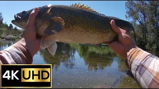 2 Minute Fight With 3kg Murray Cod - Molonglo River | Fishing Video 4K