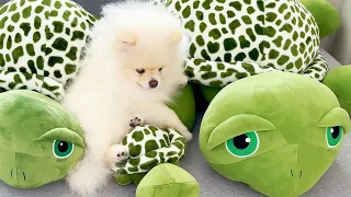 😍 Cute Baby Dogs – Lindos perritos bebes 😍
