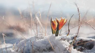 "И пусть душа не знает холода..." - стихи Софии Киларь,  музыка Татьяны Михайличенко