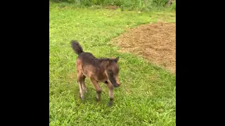 Baby miniature horse does zoomies!
