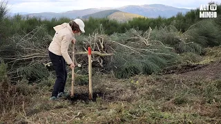 Mais de 200 árvores plantadas em Refoios do Lima | Altominho TV