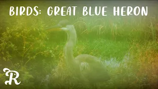 Great Blue Heron | Trail Cams | Autumn