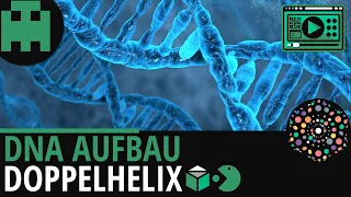 DNA Aufbau│Biologie Lernvideo [Learning Level Up]