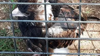 Eagles | Featherdale Zoo | Sydney| Australia