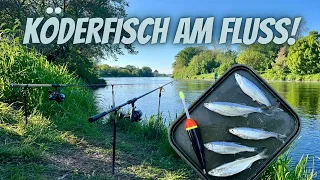 Angeln mit Köderfisch am Fluss!