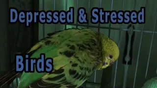 Depressed and Stressed budgie parakeet or parrot Causes Signs and Treatment