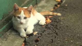 How bad a footage can look with a vintage lens and some cats