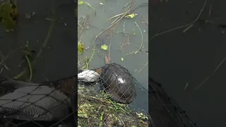Never seen ! 😲😲 | Big turtle is caught in the fish net #fishing #castnetfishing #shorts
