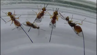 Chalcid Wasps Megastigmus Emerged Ex Wild Roses, Rosa sp., Kyiv, Ukraine. 15-05-2022. 80 day of war.