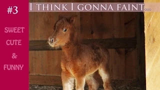 Newborn foal doesn't want to go outside for the first time! Too cute!