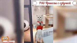 Приколы с котами с ОЗВУЧКОЙ – СМЕШНЫЕ КОТЫ