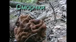 Первые грибы 21 apr 2016 griby